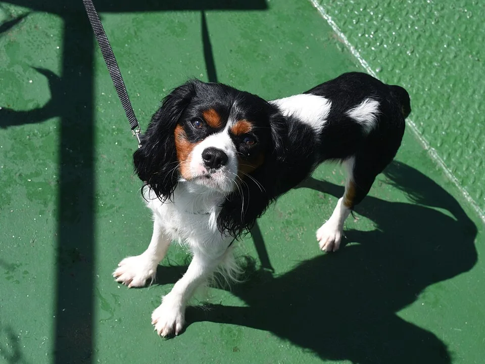 Example: Cavalier King Charles Spaniel (49687542022)